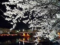 足羽川桜夜景