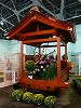 菊の展示