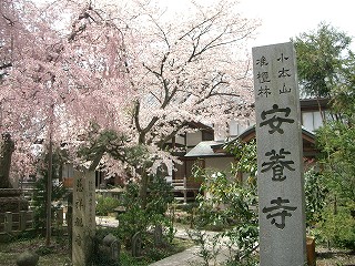 福井市　安養寺　しだれ桜